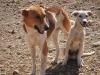 Et voilà son chien ! Connaissez vous cette race ? La seule race marocaine reconnue internationalement !