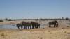 éléphants à Etosha