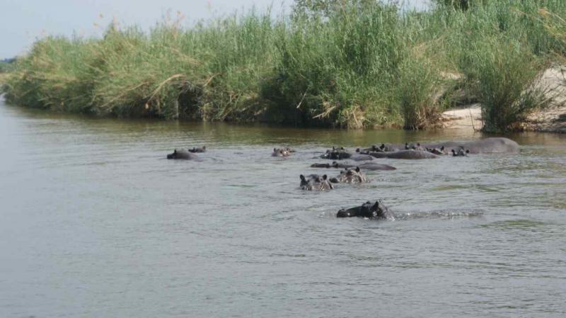 hippos sur le zambèze