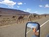 Rencontre ordinaire sur une route du sud marocain